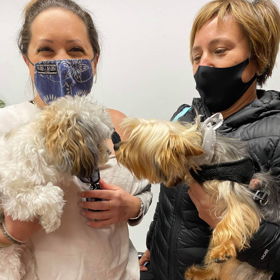 Little Havanese Purebred Pup