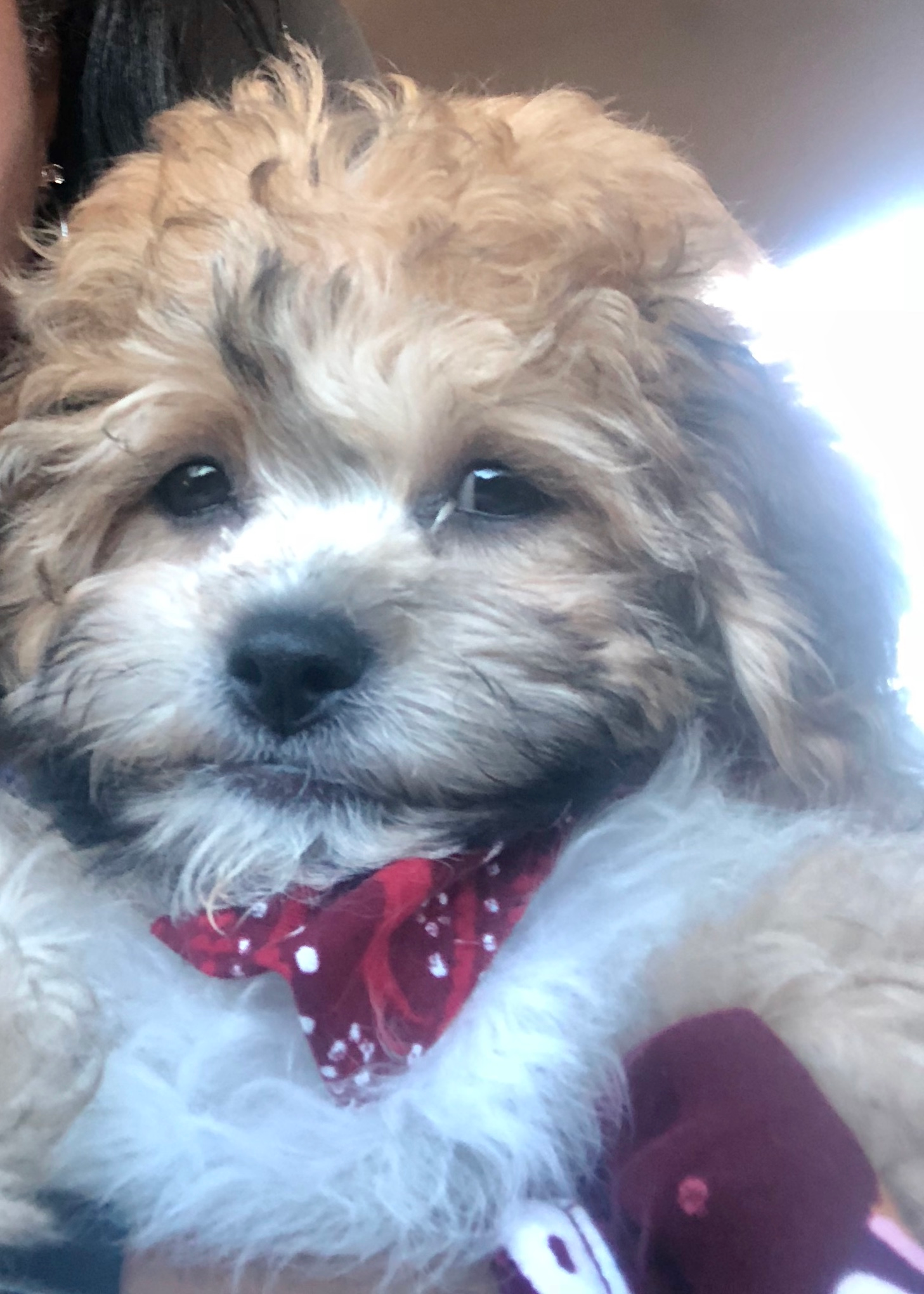 Friendly Teddy Bear Baby