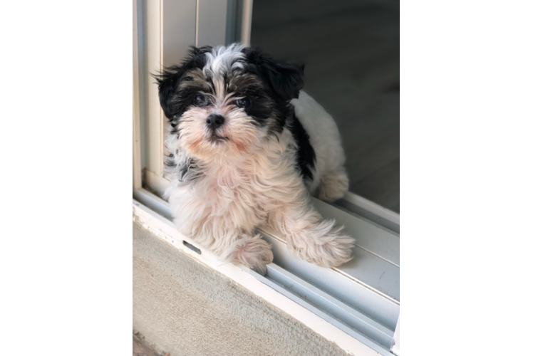 Teddy Bear Puppy for Adoption