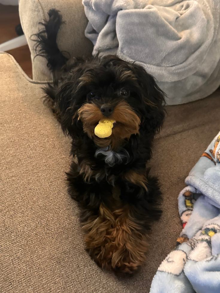 Smart Cavapoo Poodle Mix Pup