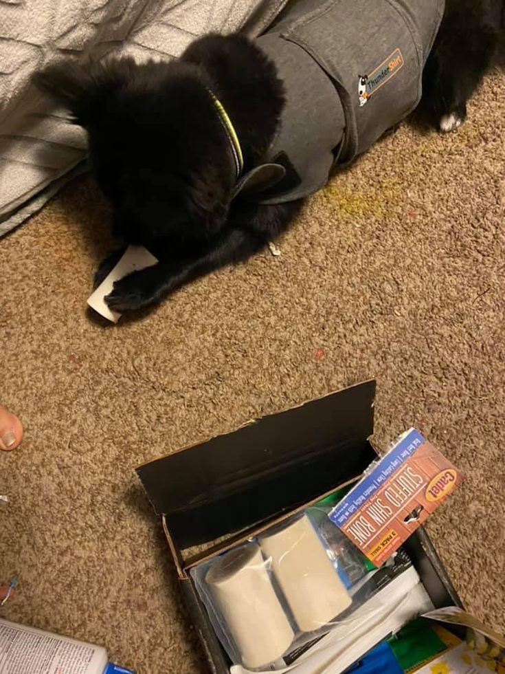 Small Pomeranian Purebred Pup