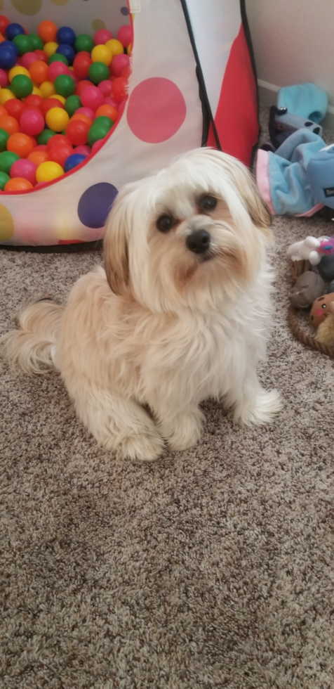 Fluffy Morkie Designer Pup