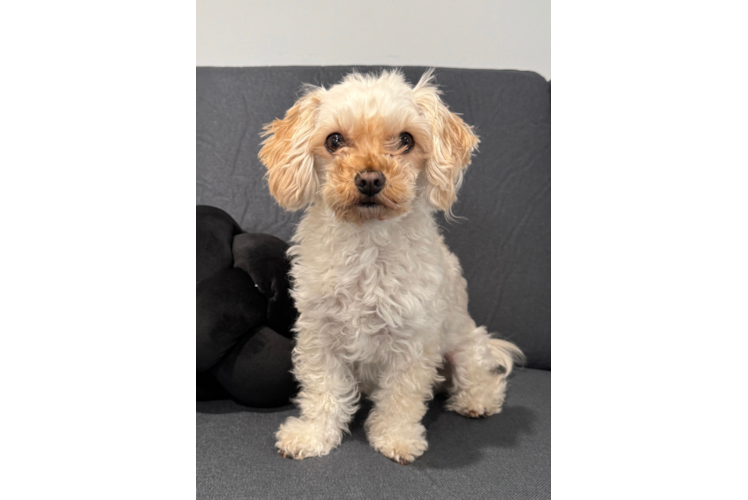 Hypoallergenic Maltepoo Poodle Mix Puppy