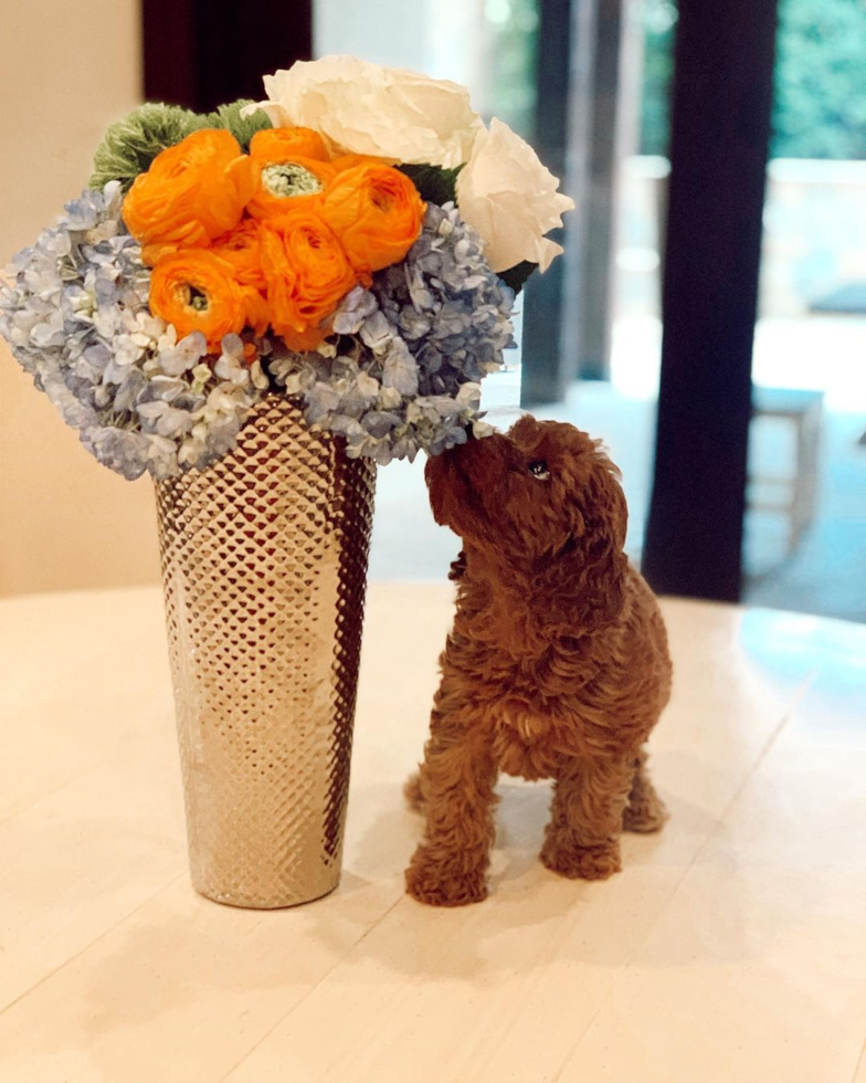 Nichols Hills Cavapoo Pup