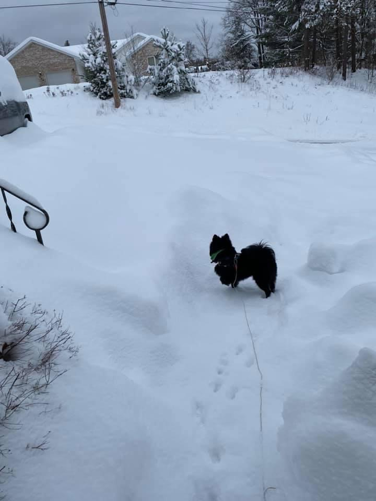 Sweet Pomeranian Pup in