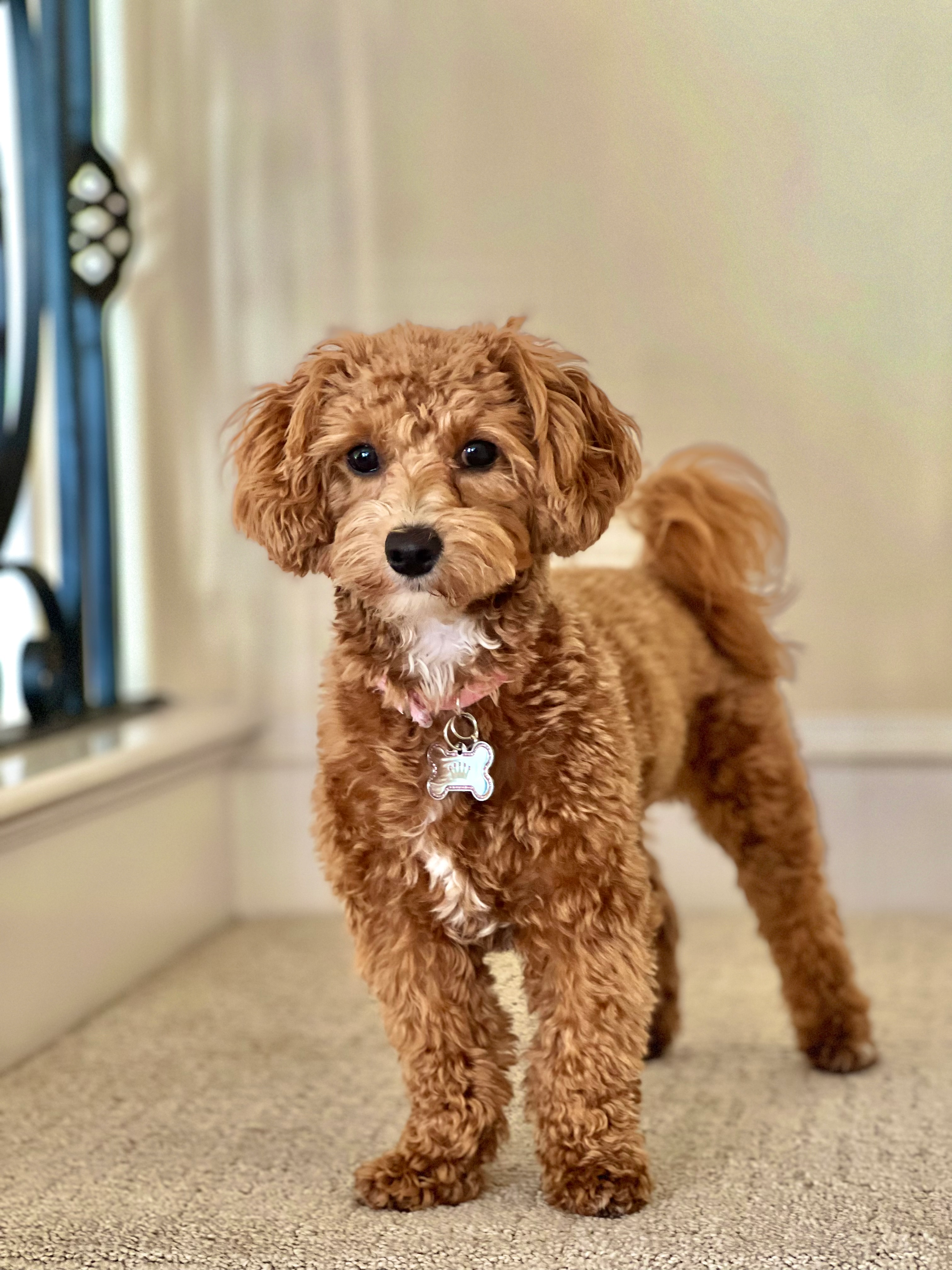 Maltipoo Pup Being Cute