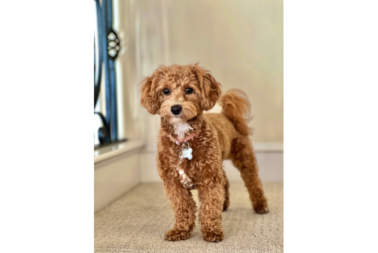 Maltipoo Pup Being Cute