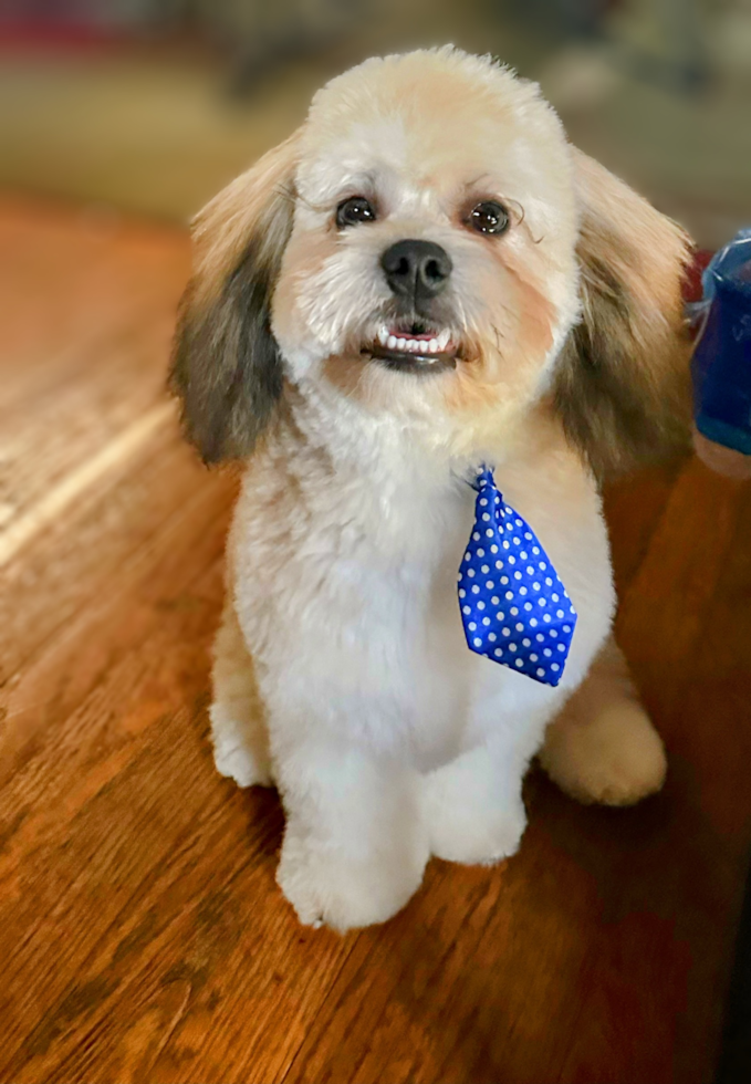 Teddy Bear Being Cute