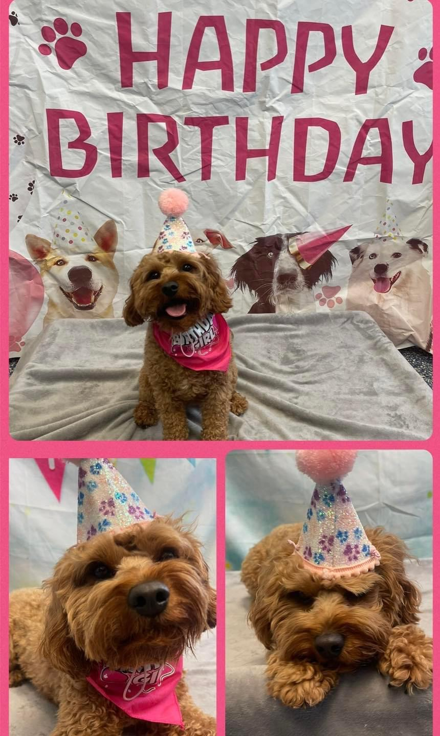 Happy Cavapoo Baby