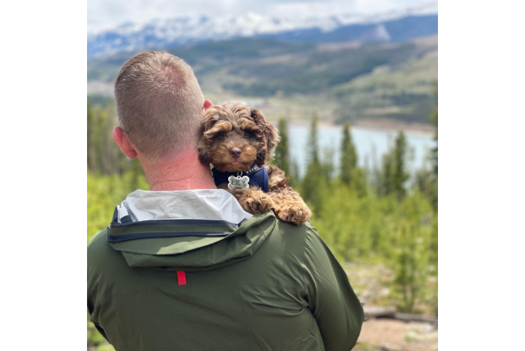Cockapoo Pup Being Cute