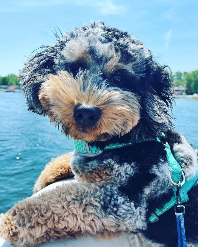 Friendly Mini Bernedoodle Pup