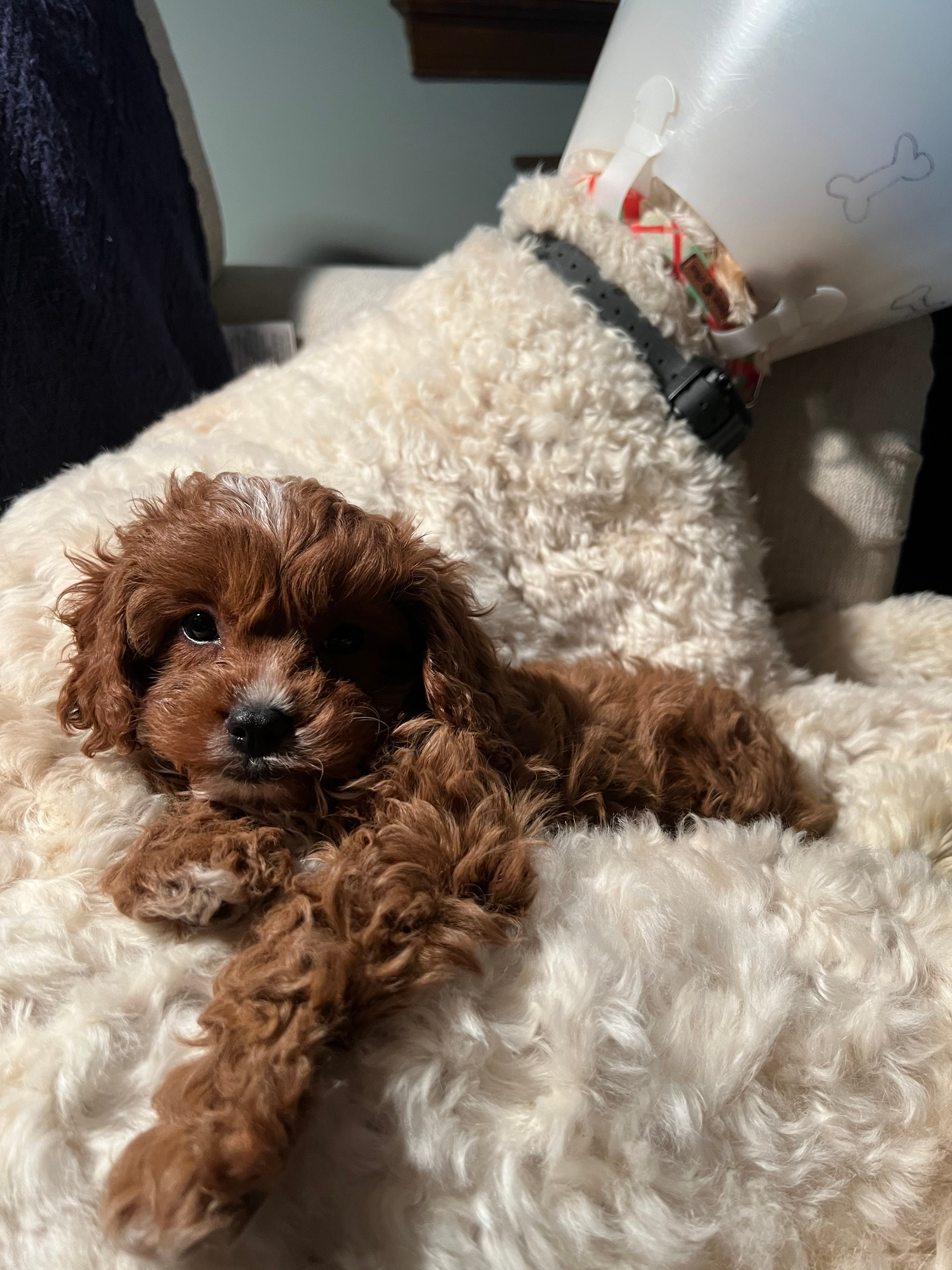 Popular Cavapoo Poodle Mix Pup