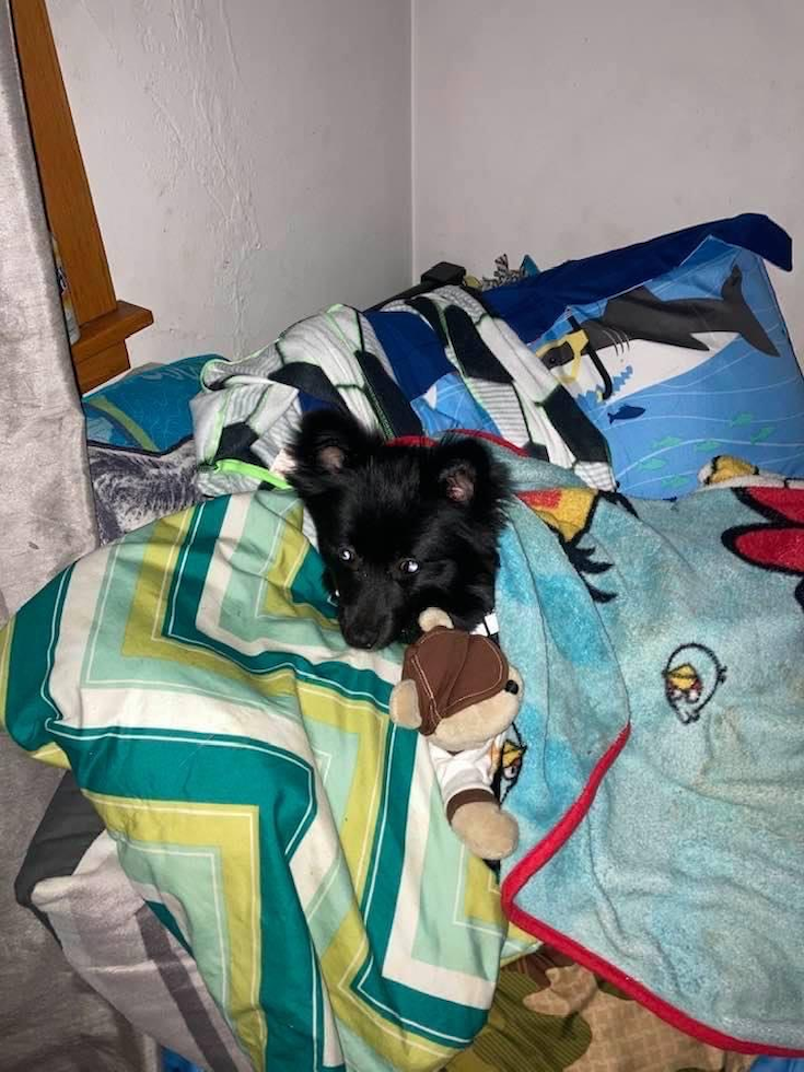 Pomeranian Being Cute