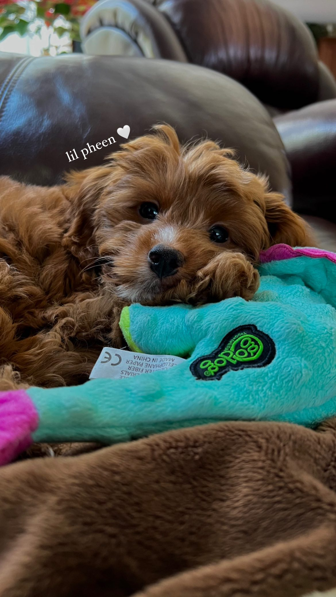 Mini Goldendoodle Puppy for Adoption