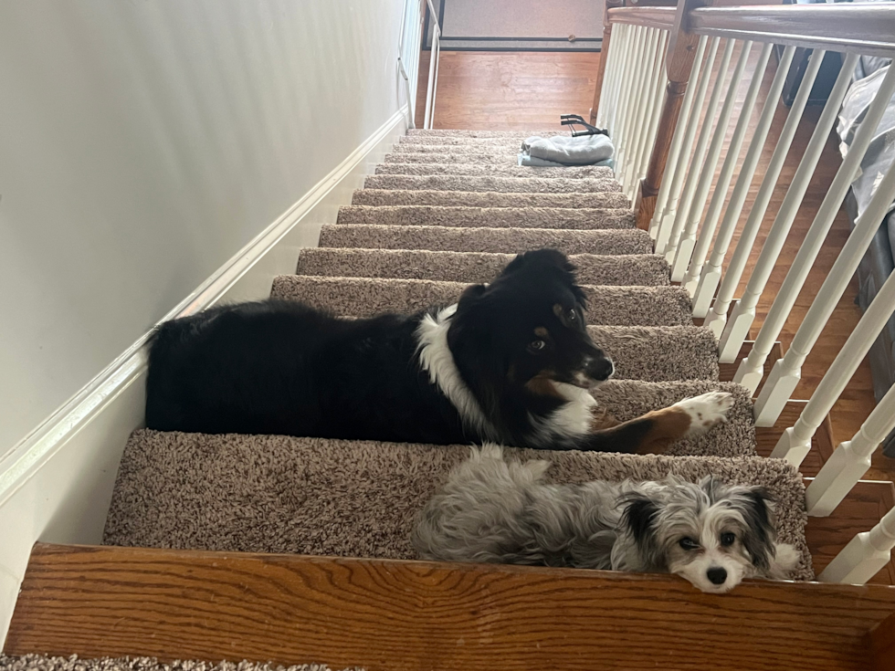 Small Aussiechon Pup