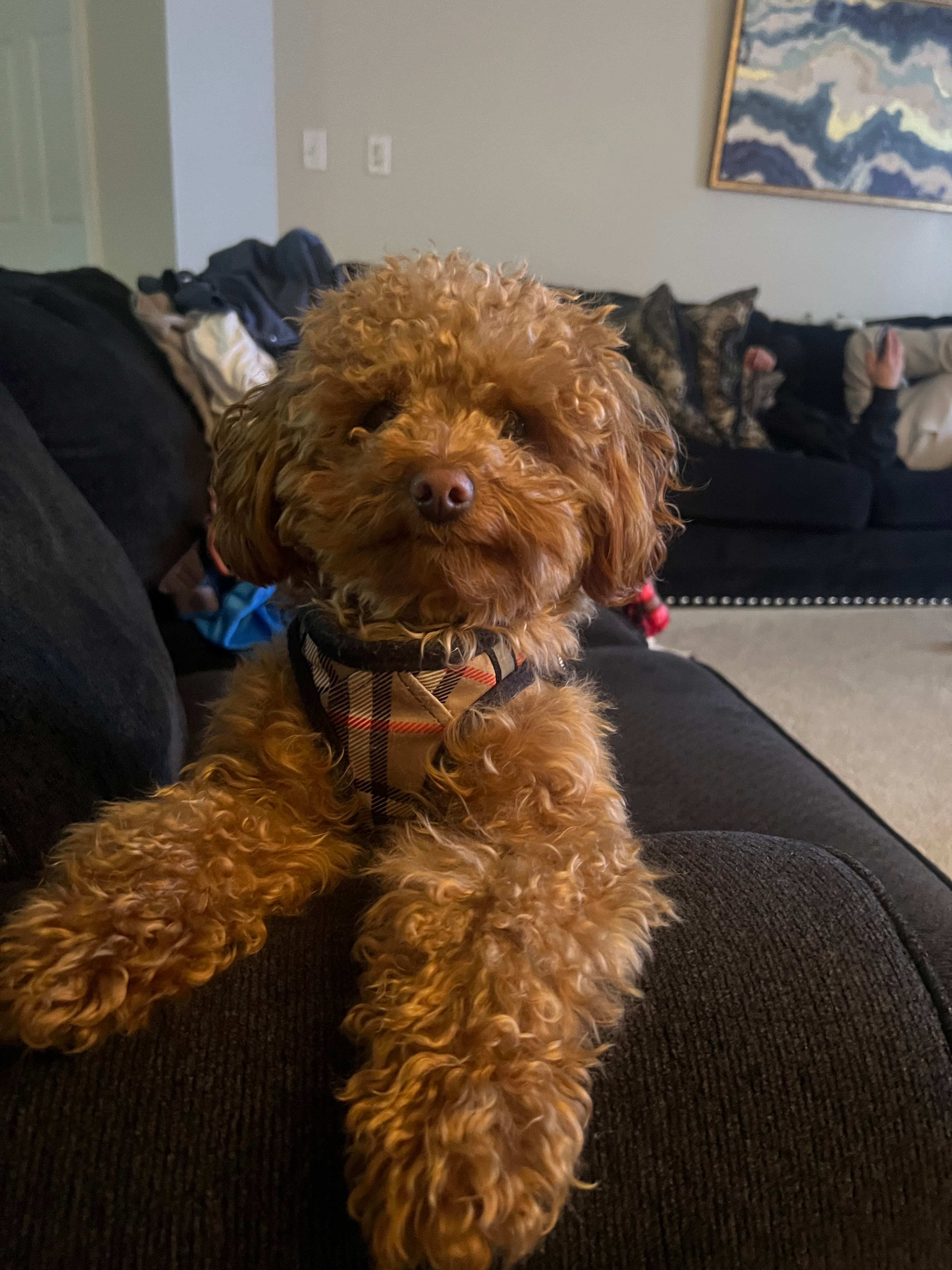 Happy Cavapoo Baby