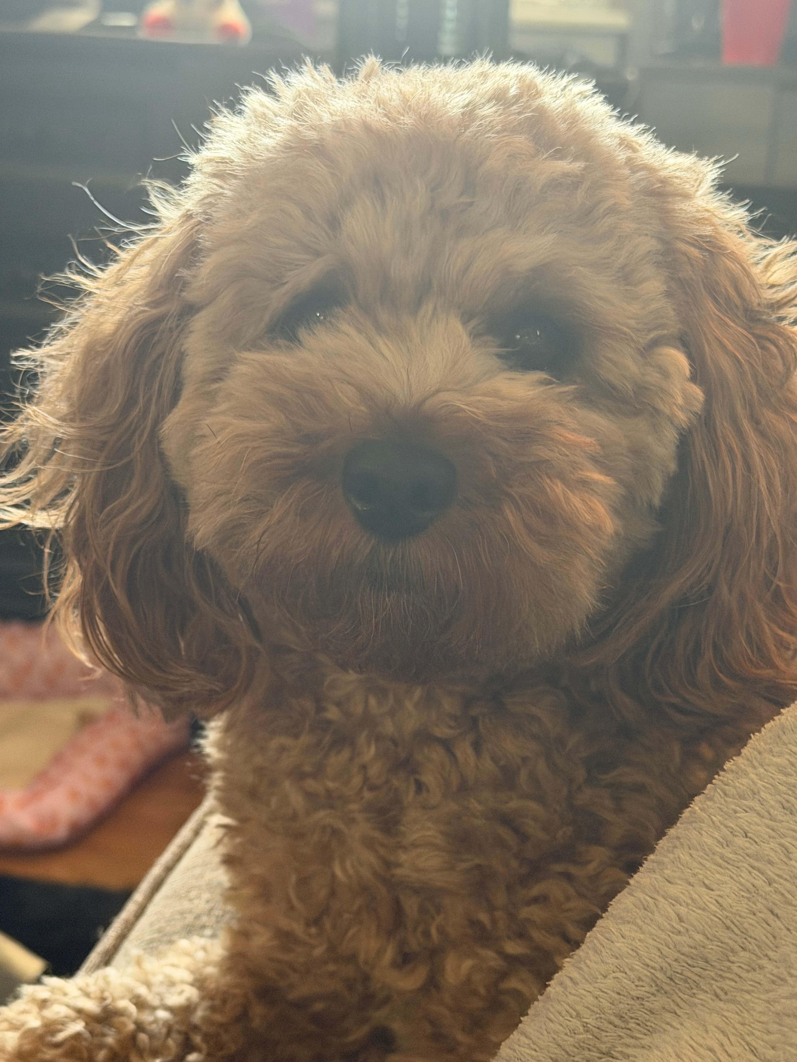 Best Cavapoo Baby