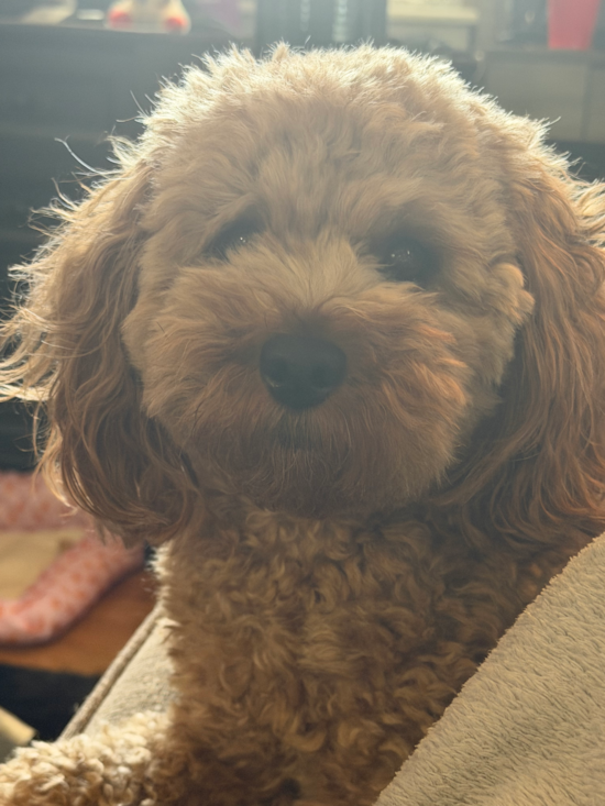 Cavapoo