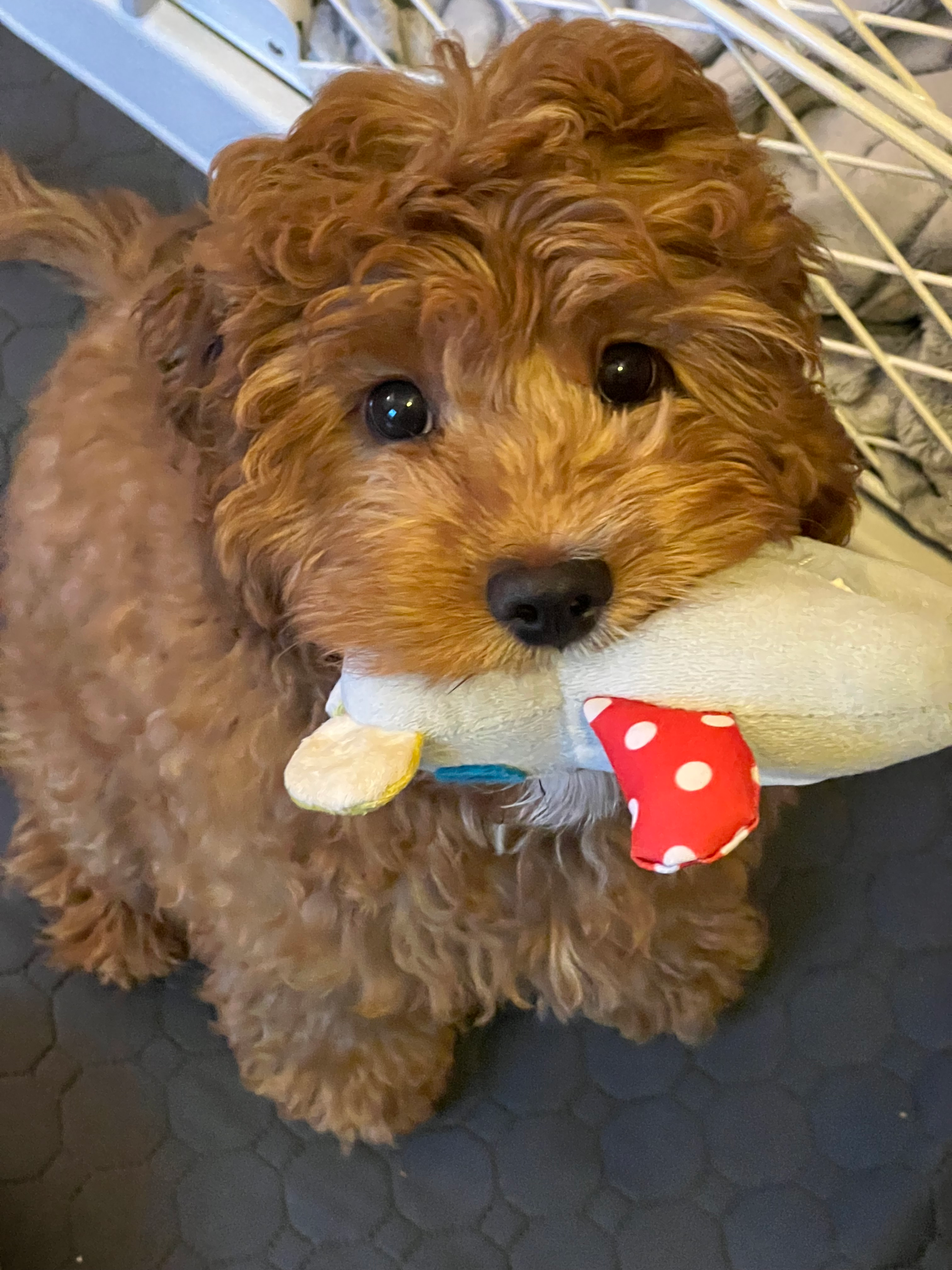 Best Cavapoo Baby