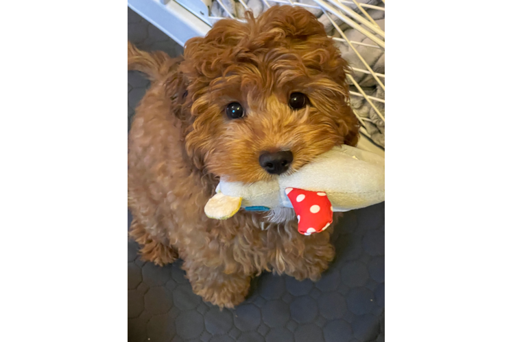 Best Cavapoo Baby