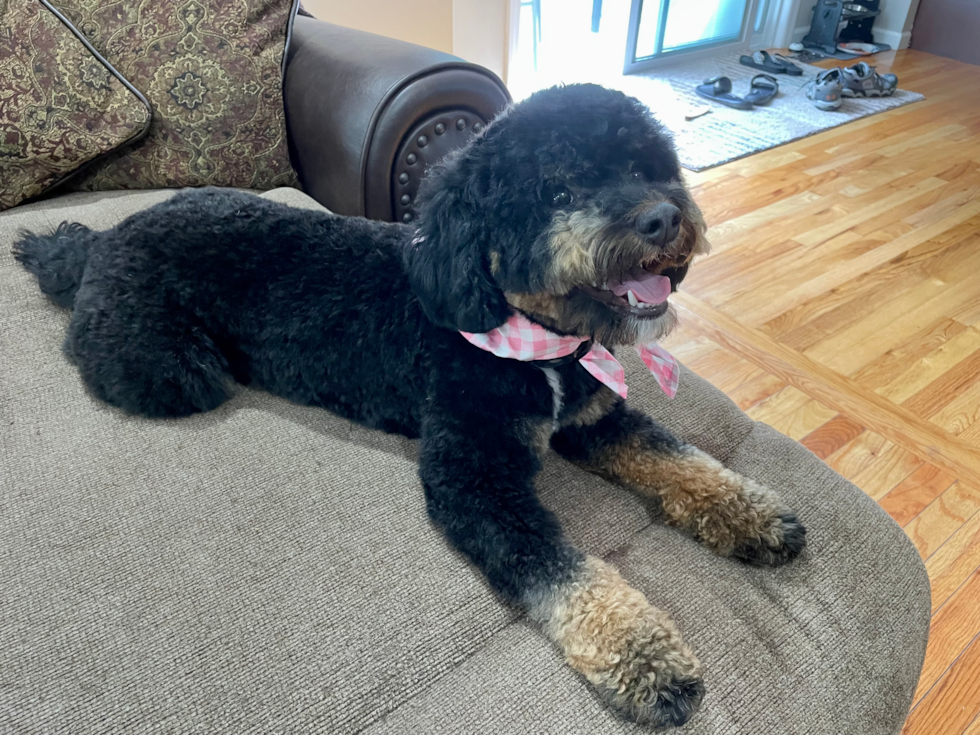 Mini Bernedoodle Being Cute