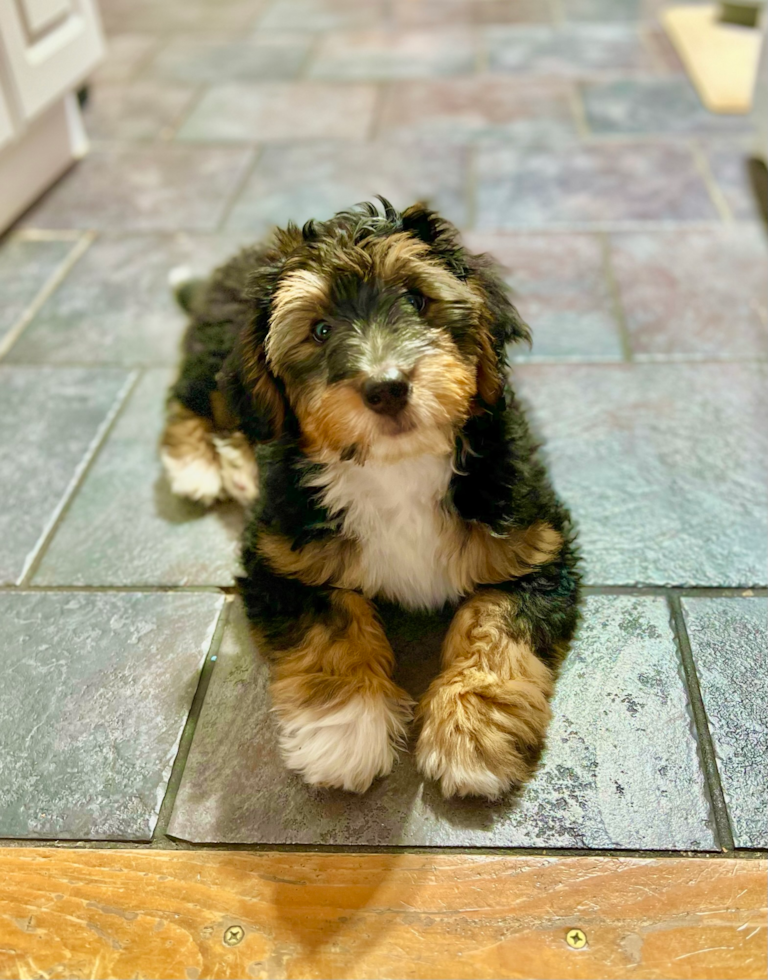 Mini Bernedoodle Being Cute