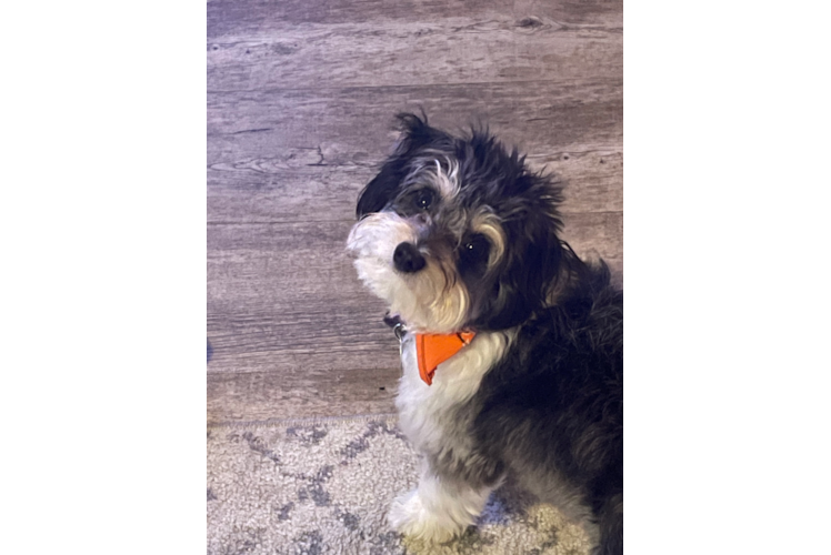 Aussiechon Puppy for Adoption