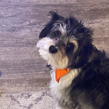 Friendly Aussiechon Pup