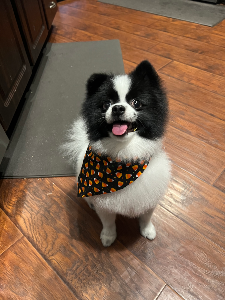 Pomeranian Pup
