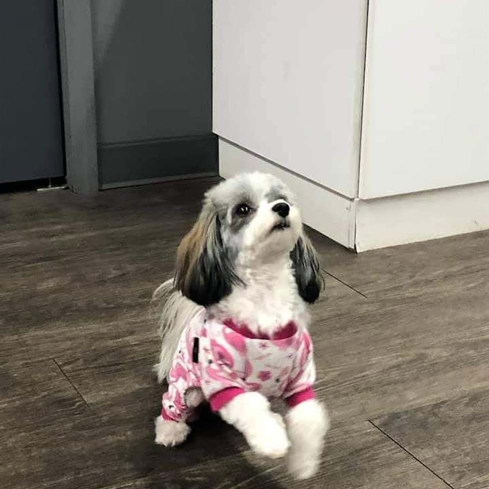 Energetic Havanese Pup in Clarendon Hills IL