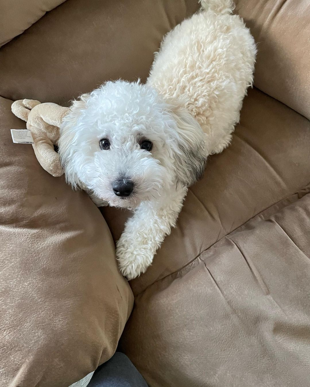Hypoallergenic Maltepoo Poodle Mix Puppy
