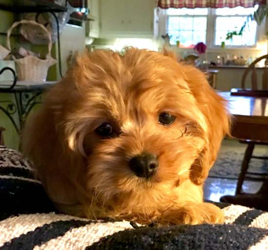Fluffy Cavachon Designer Pup