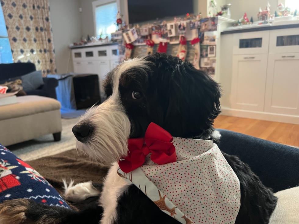Mini Bernedoodle Pup