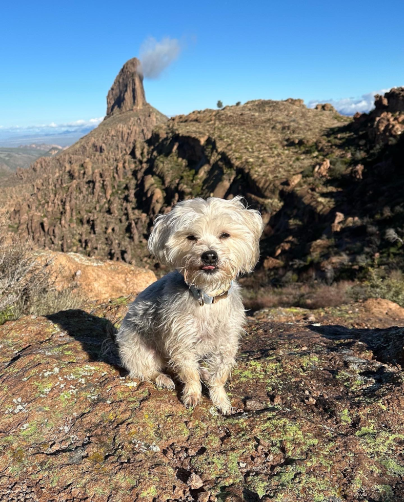 Friendly Morkie Pup in