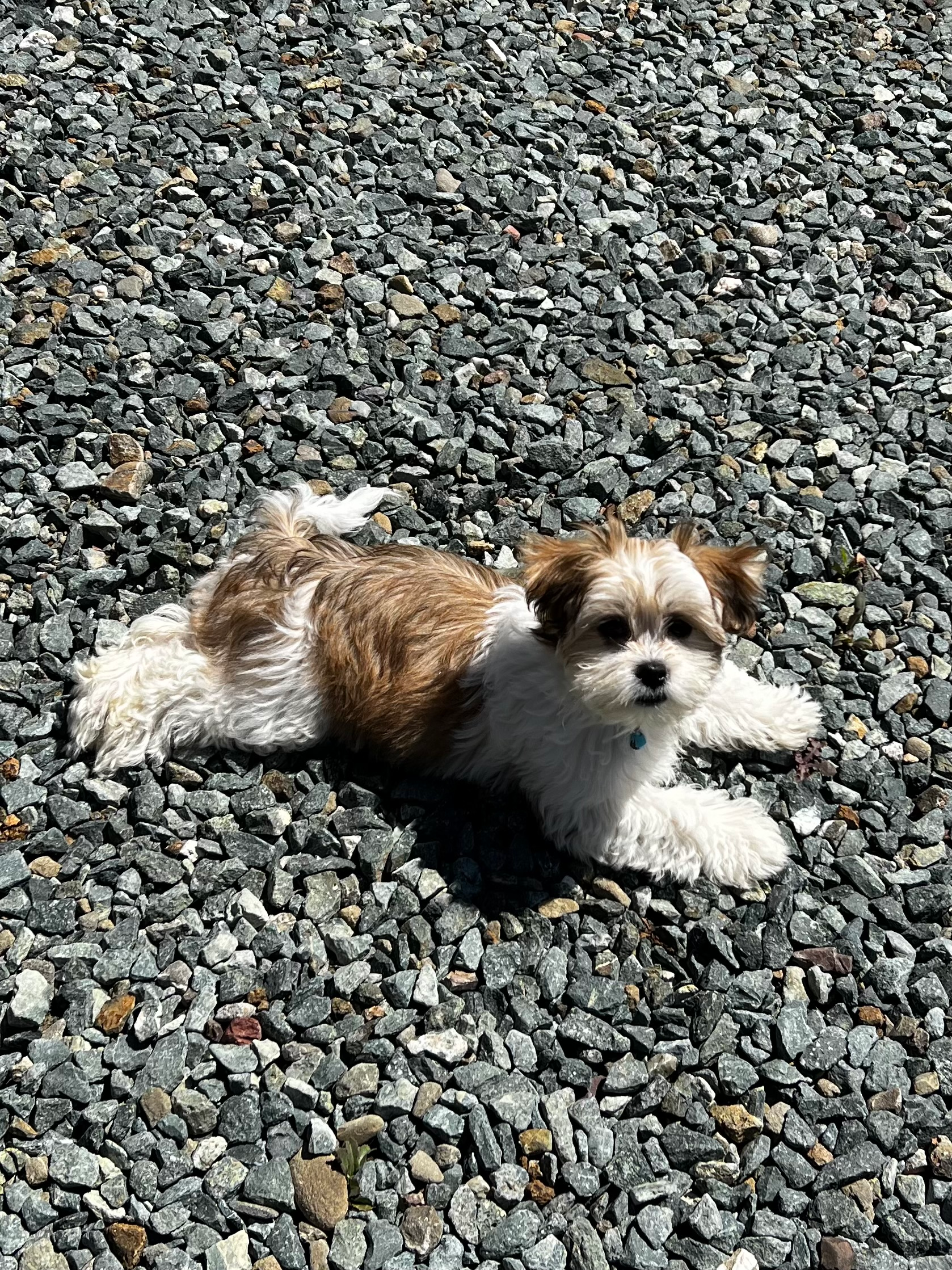 Teddy Bear Puppy for Adoption