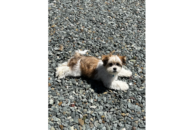 Teddy Bear Puppy for Adoption