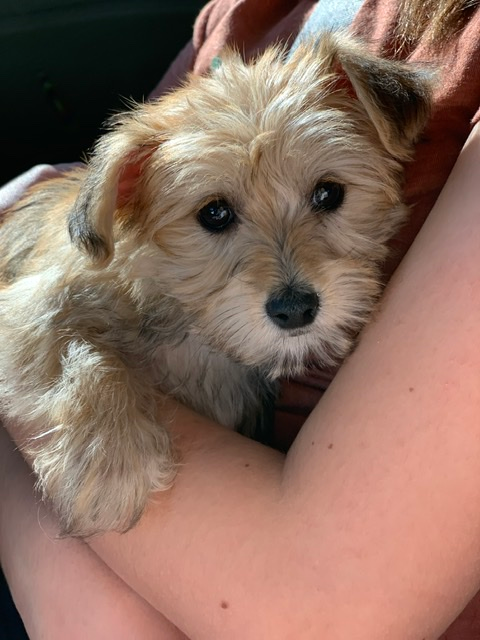 Funny Morkie Designer Pup