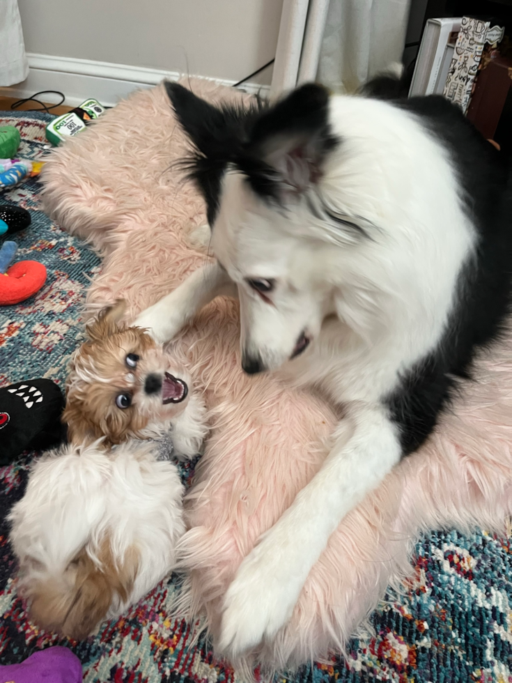 Sweet Teddy Bear Pup in