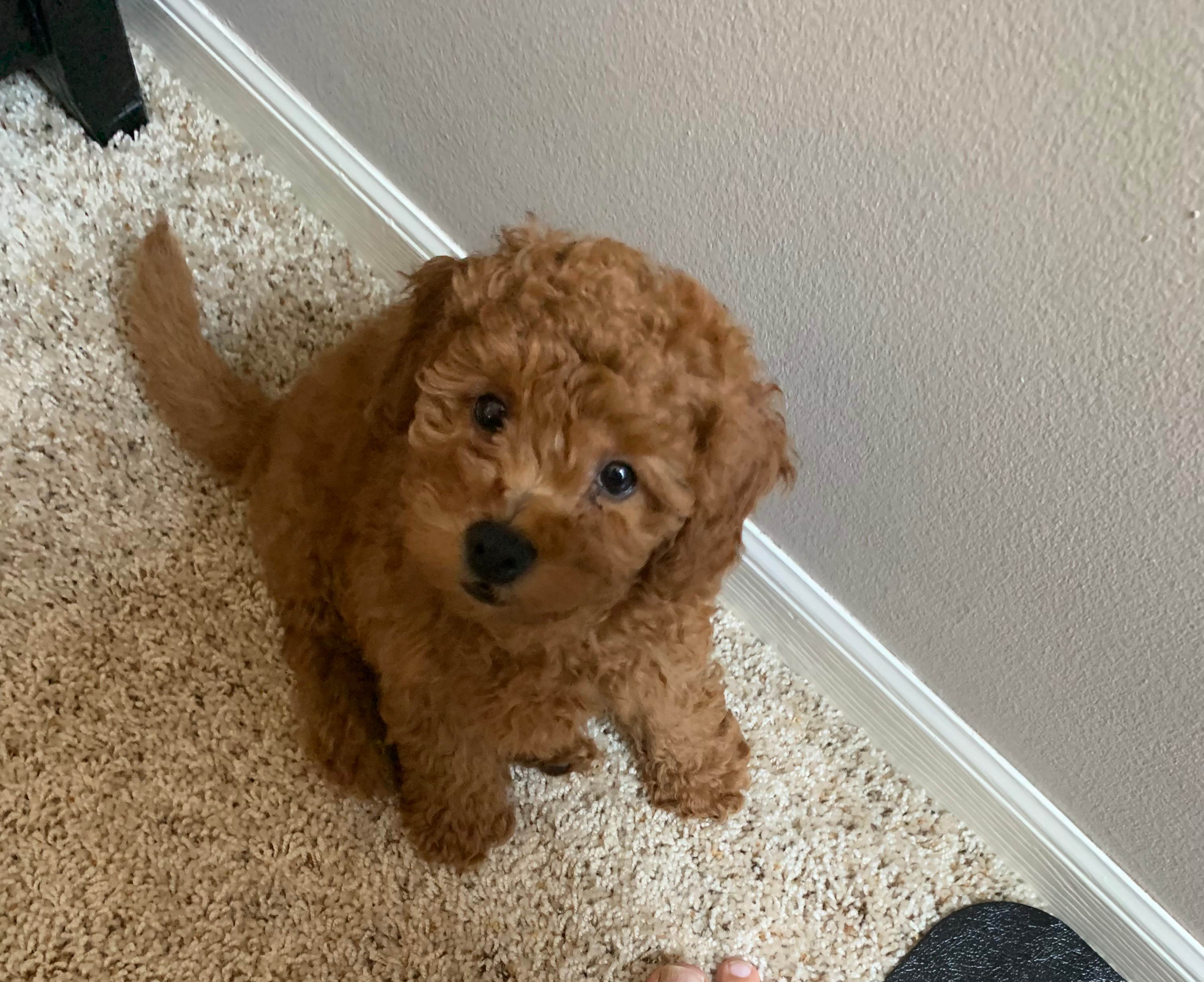Hypoallergenic Golden Retriever Poodle Mix Puppy