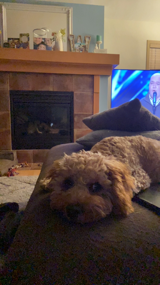 Small Cavapoo Pup in