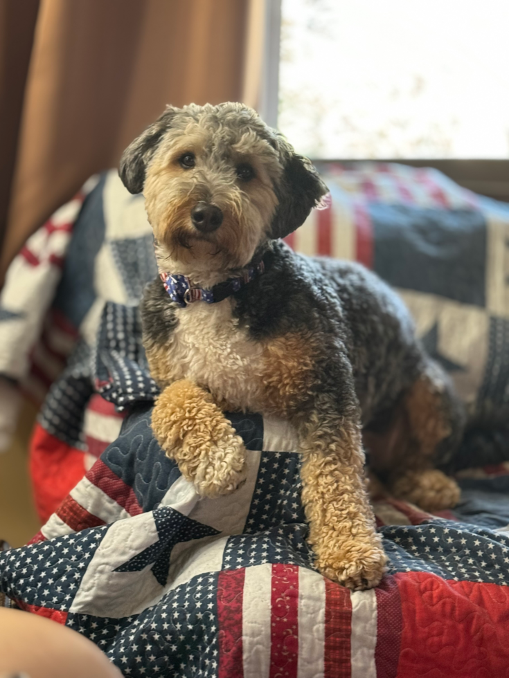 Friendly Mini Bernedoodle Pup in