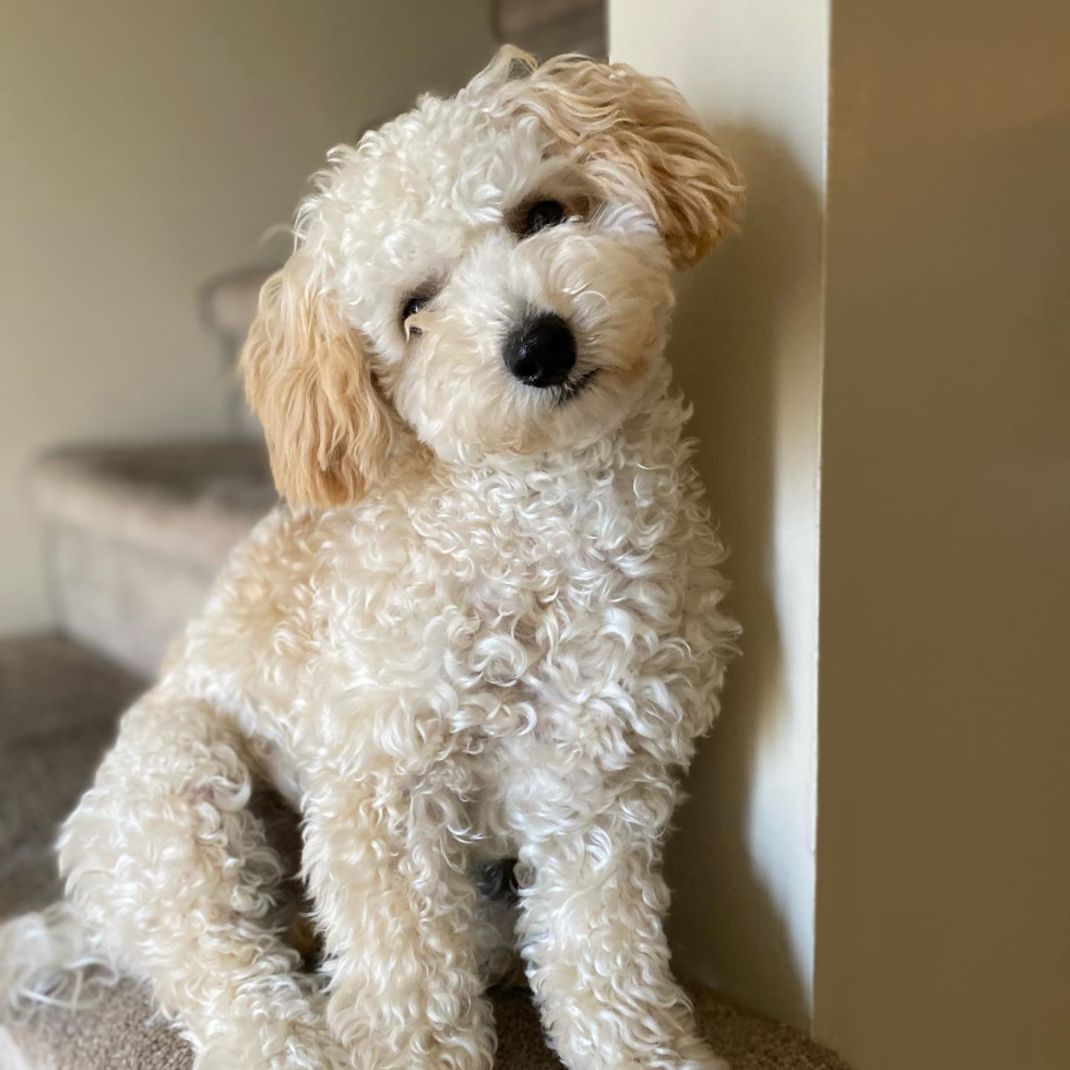 Smart Poochon Poodle Mix Pup