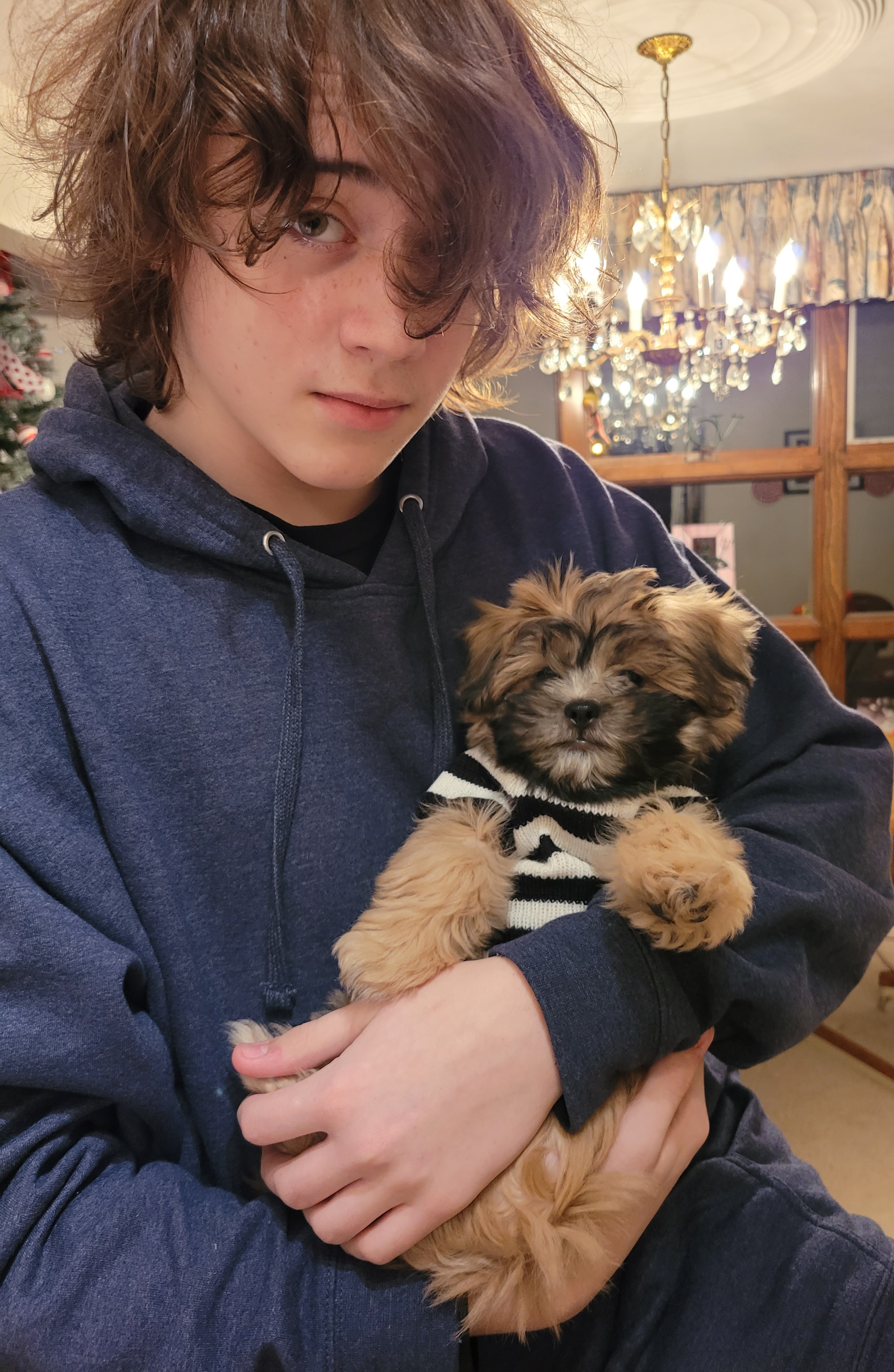 Teddy Bear Puppy for Adoption