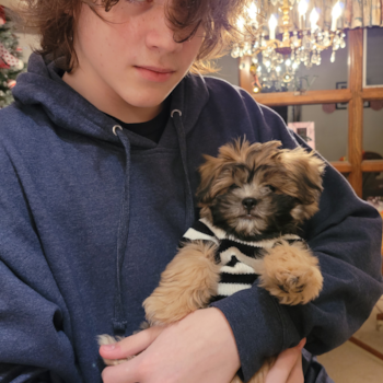 Friendly Teddy Bear Pup in