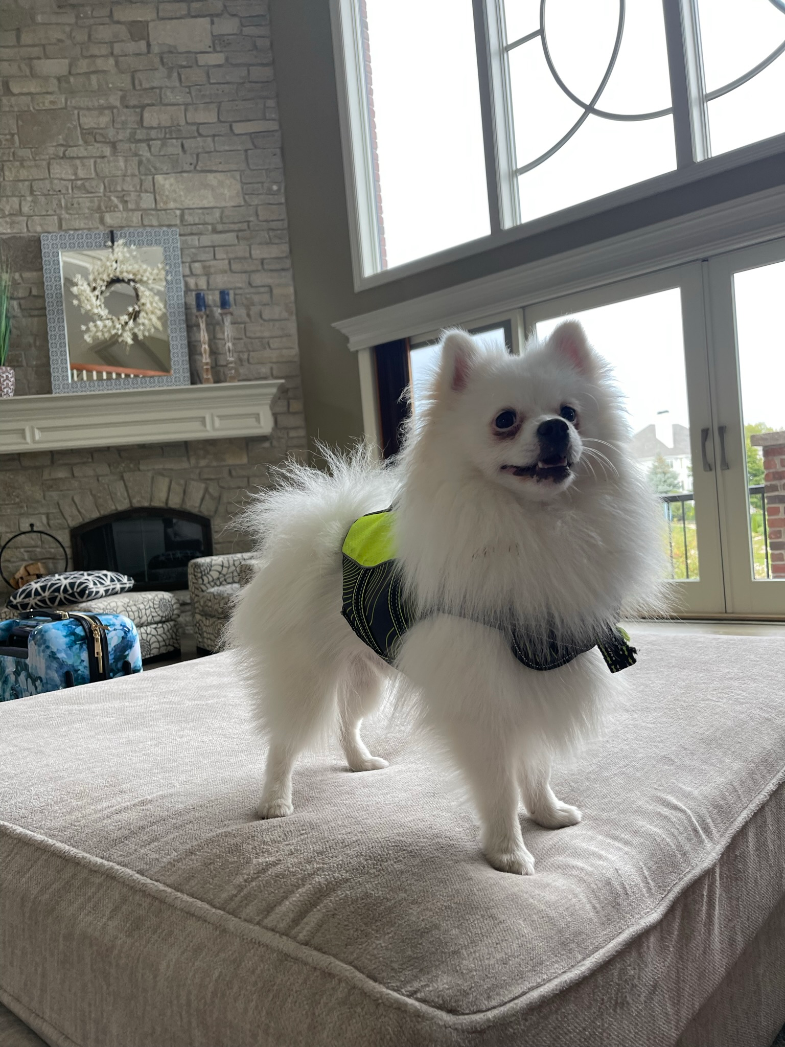 Akc Registered Pomeranian Purebred Pup