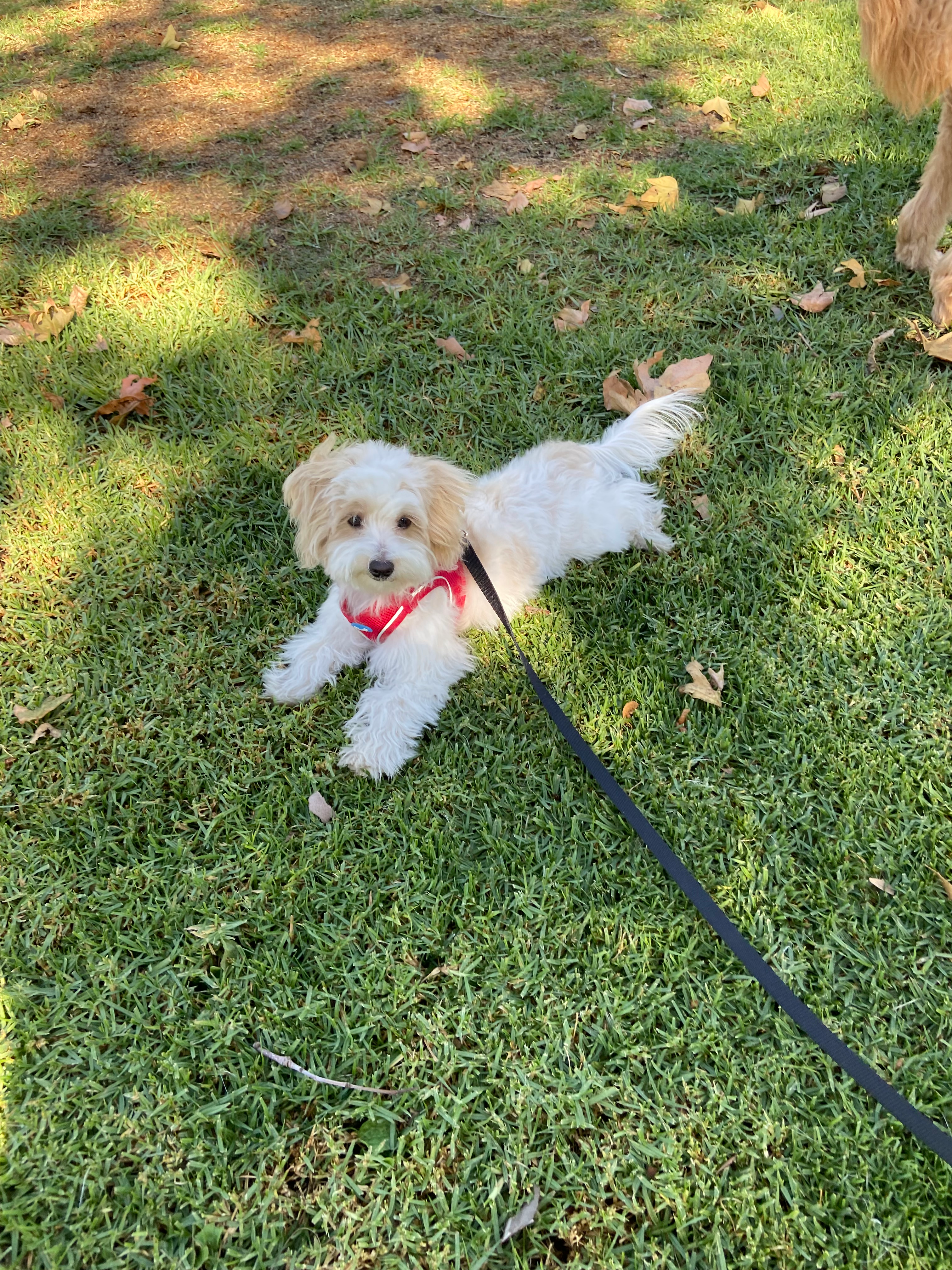 Cute Maltipoo Baby