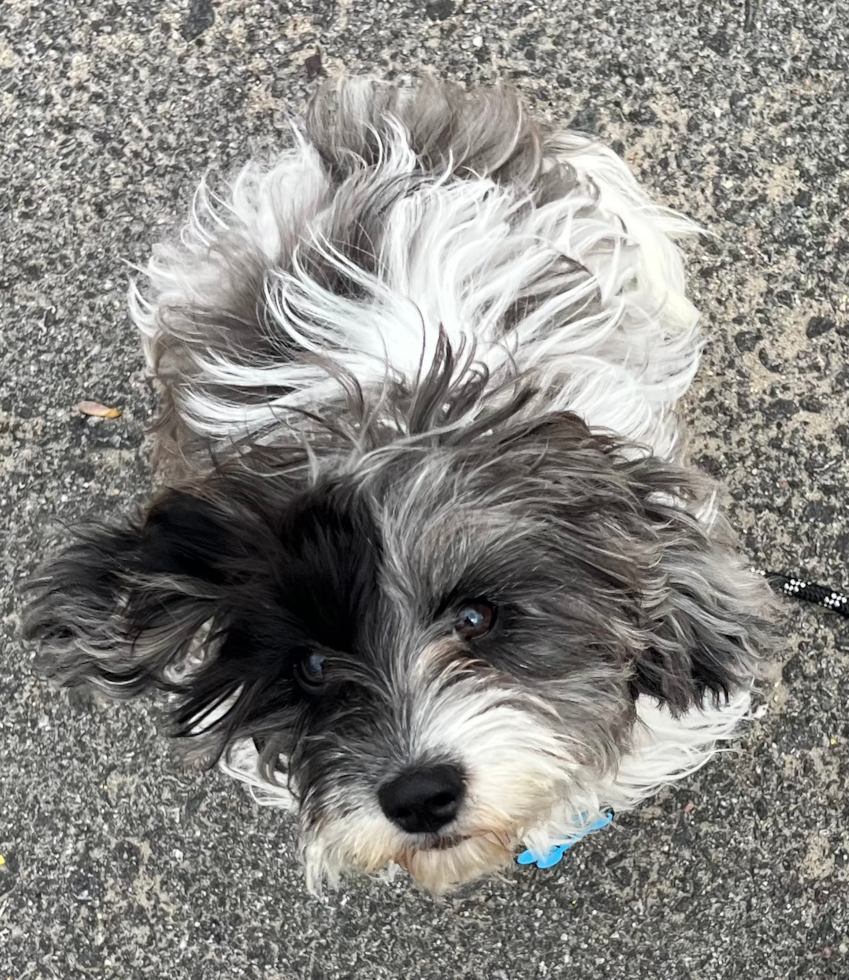 Cavapoo Pup