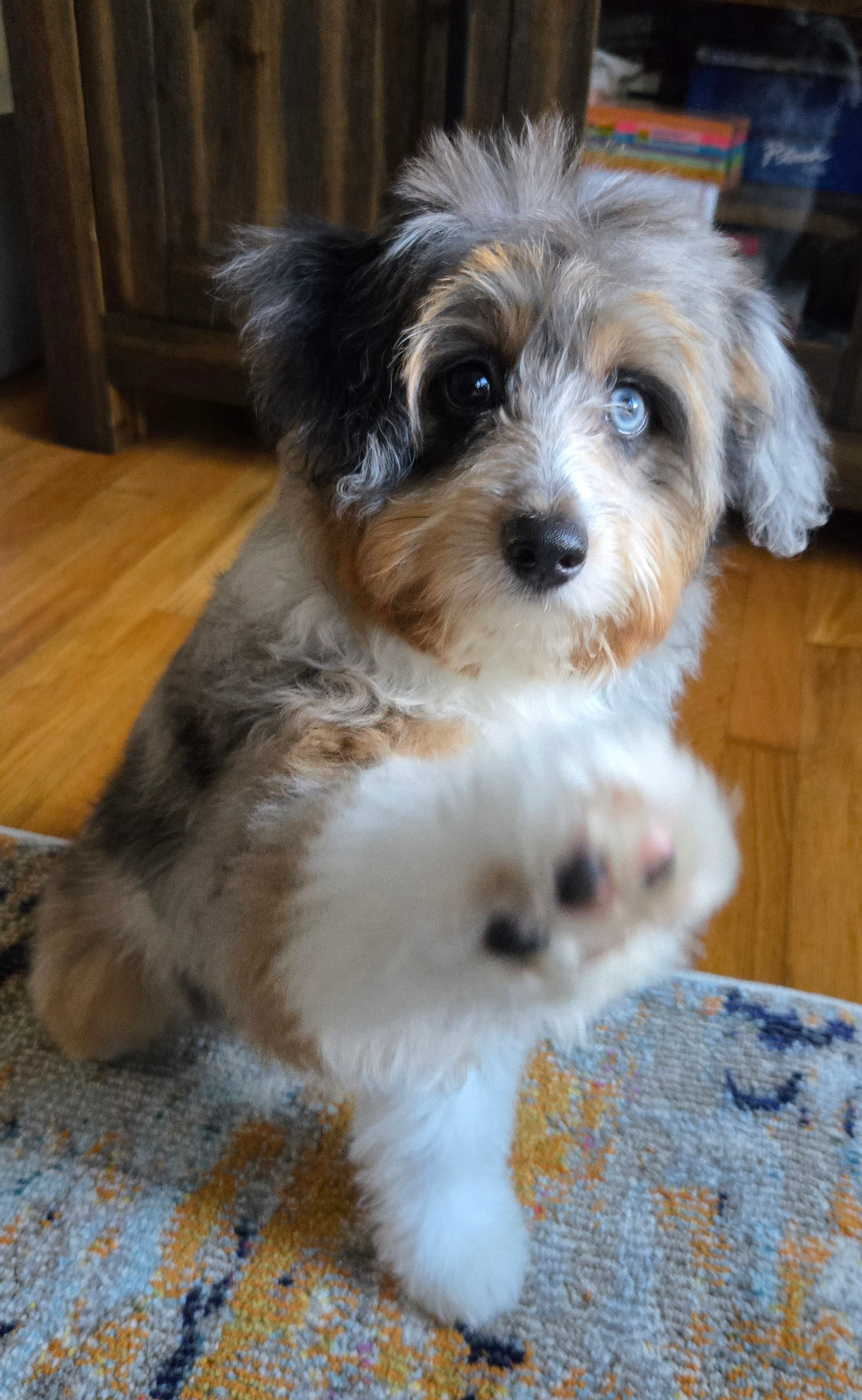 Playful Mini Aussiepoodle Poodle Mix Puppy