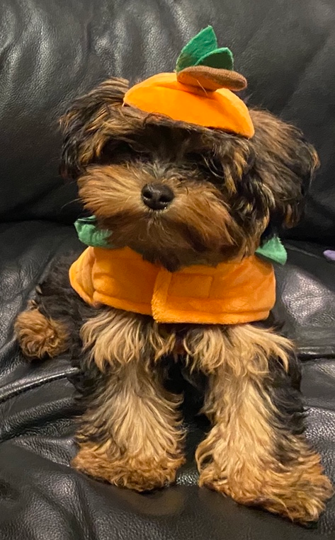 Yorkie Poo Pup Being Cute