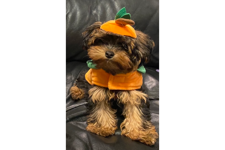 Yorkie Poo Pup Being Cute